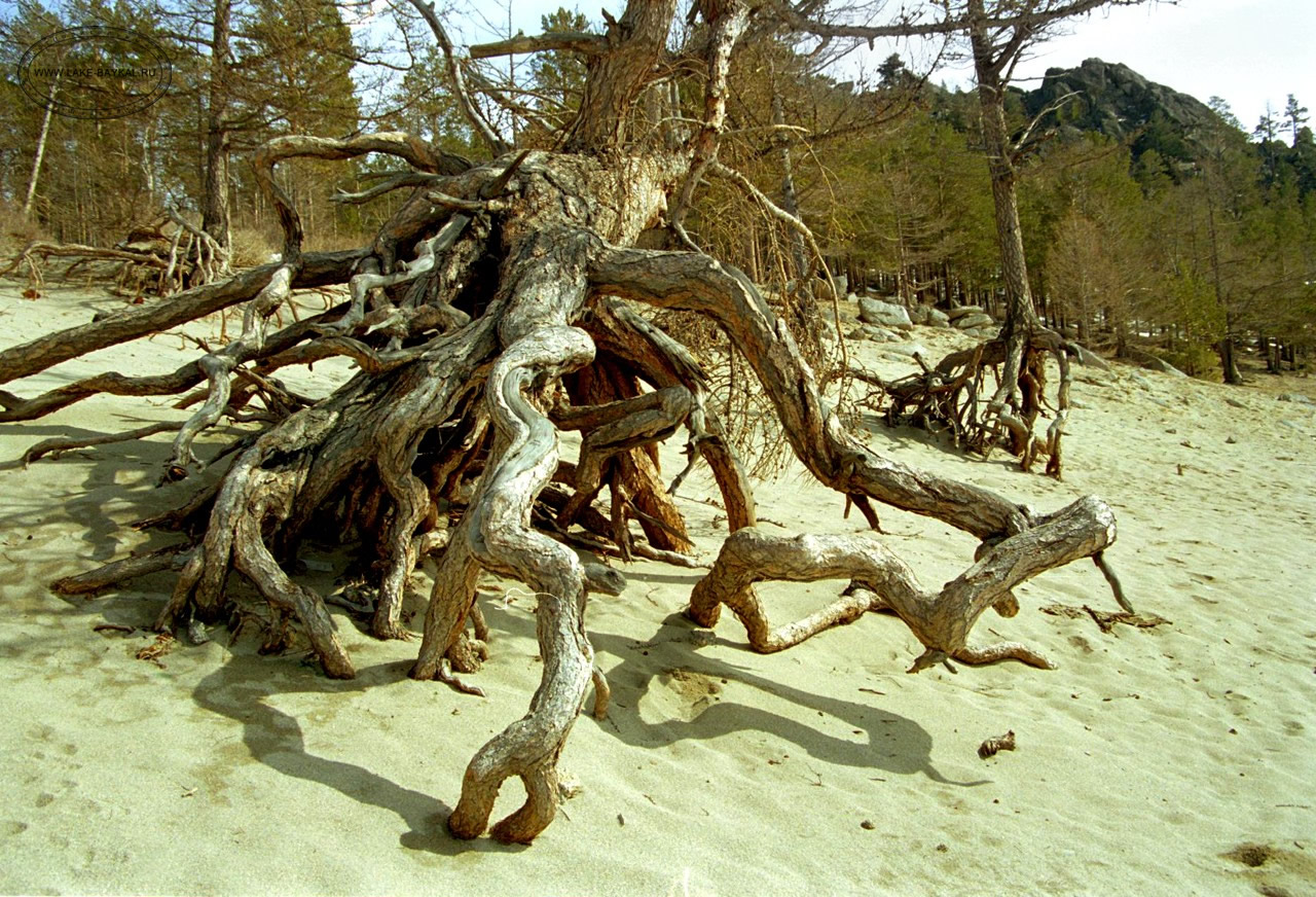 знаменитые ходульные деревья в бухте Песчаная