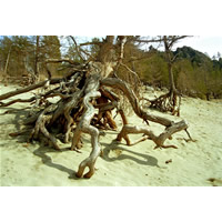 Знаменитые ходульные деревья в бухте Песчаная